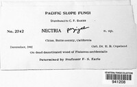 Hydropisphaera peziza image